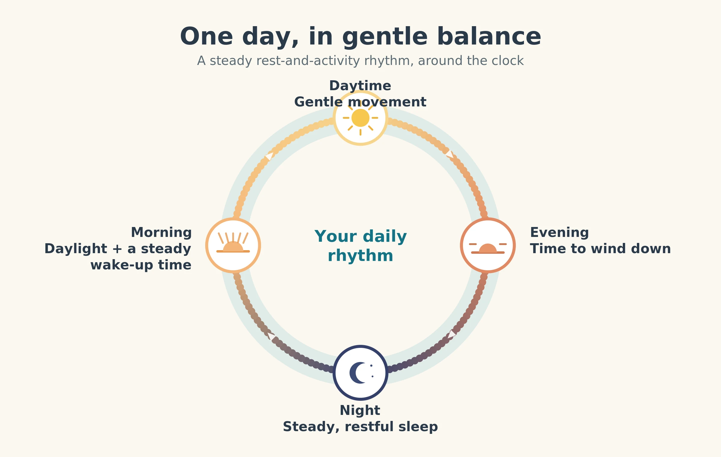 A circular day-cycle diagram showing a steady daily rhythm: morning daylight and a regular wake-up time, gentle movement during the day, an evening wind-down, and steady restful sleep at night, arranged around a clock with the words 'your daily rhythm' in the centre.
